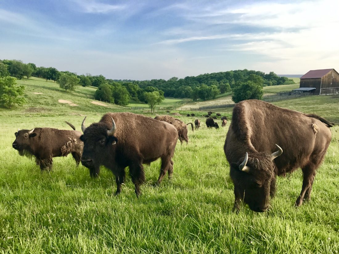 Boss Ranch Harrison County is becoming tourism destination in Ohio - The Herald Star